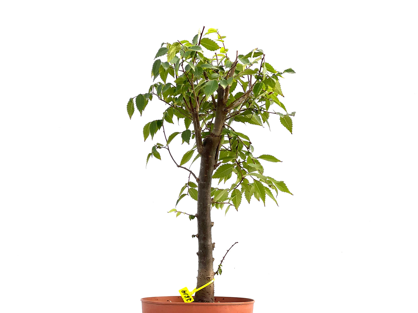 Zelkova Serrata 2619