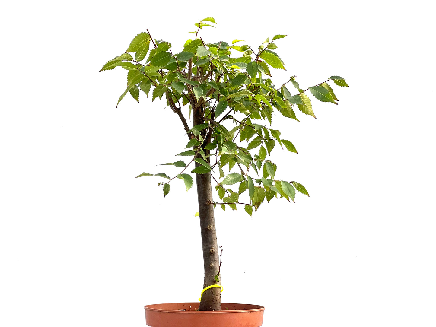 Zelkova Serrata 2619
