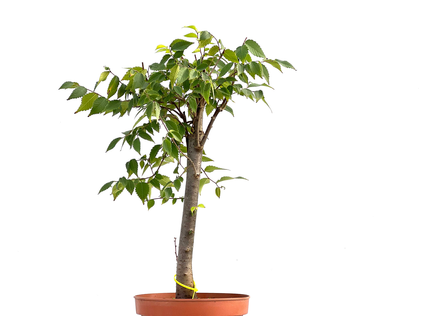 Zelkova Serrata 2619