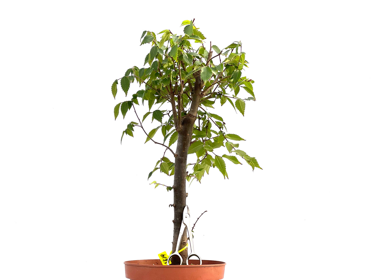 Zelkova Serrata 2619