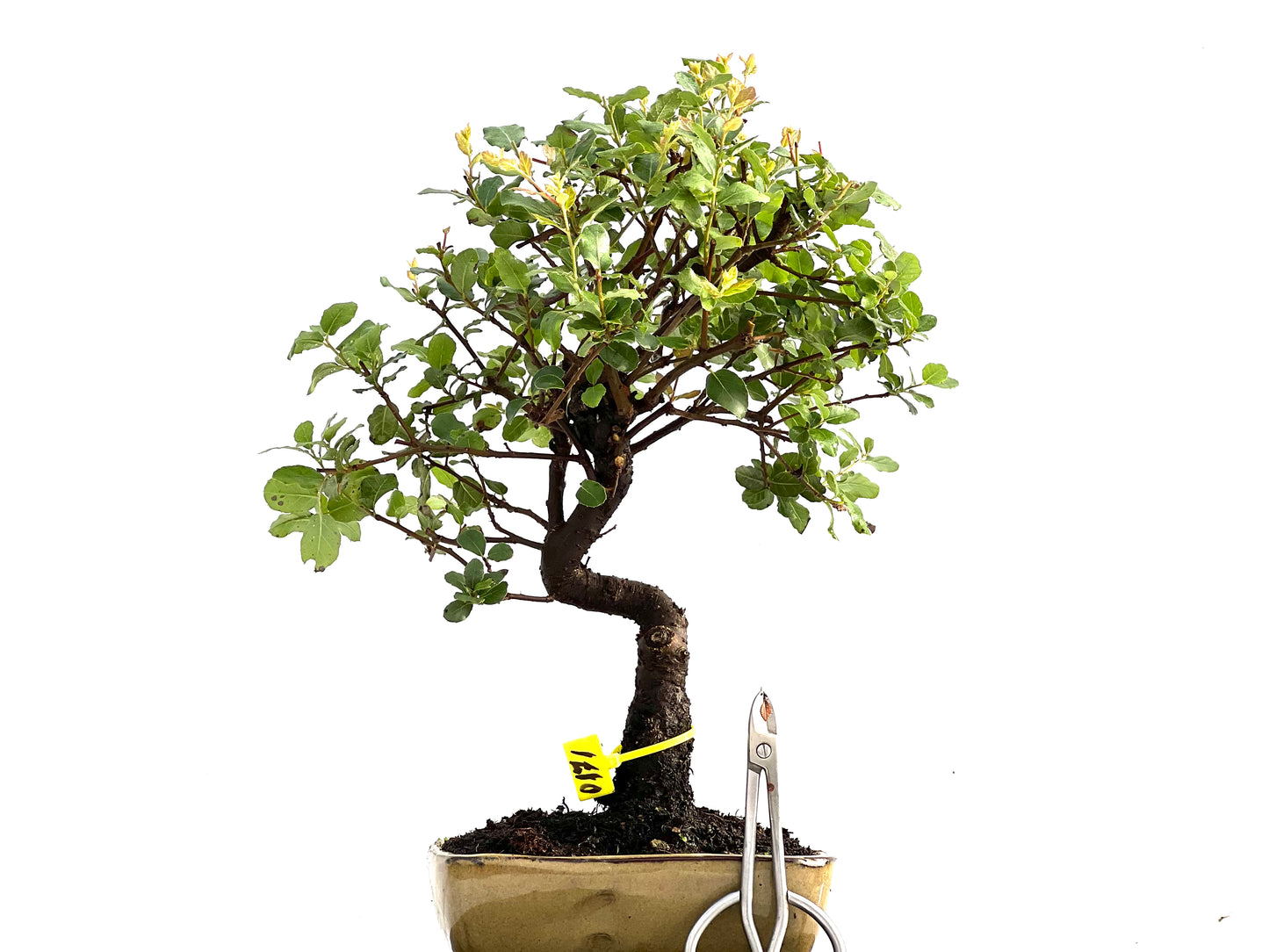 Quercus Suber 0171