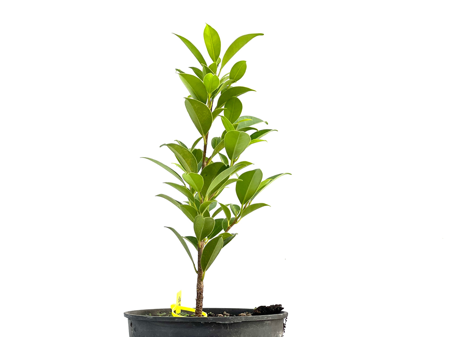 Ficus Tiger Bark 2617