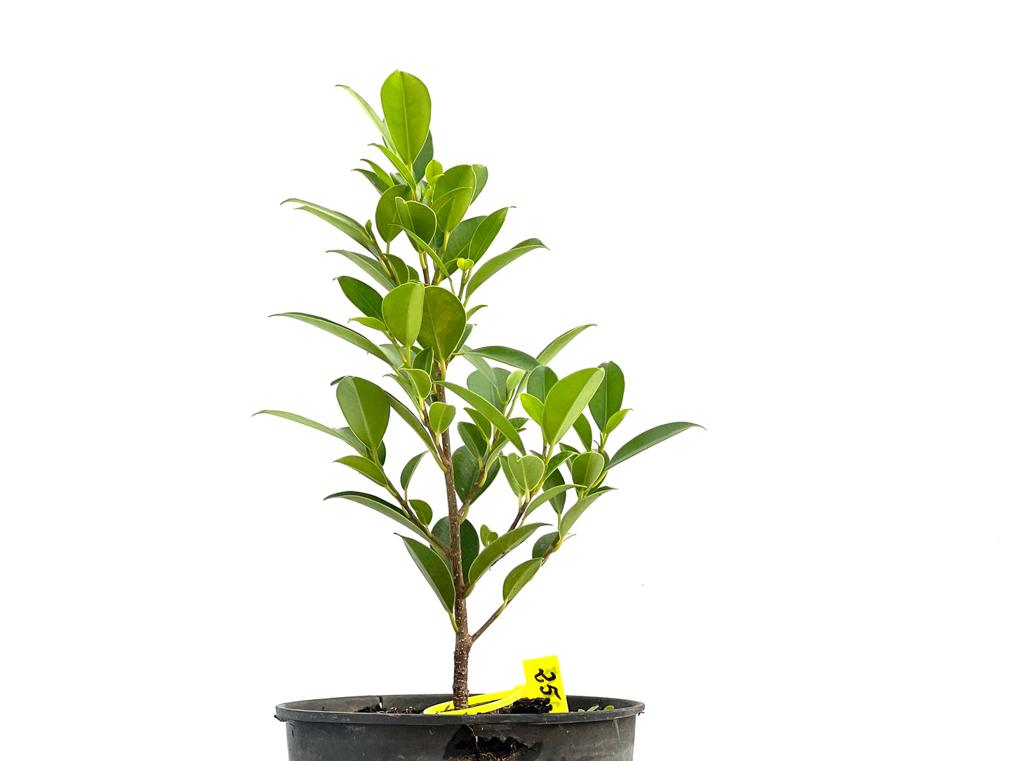 Ficus Tiger Bark 2617