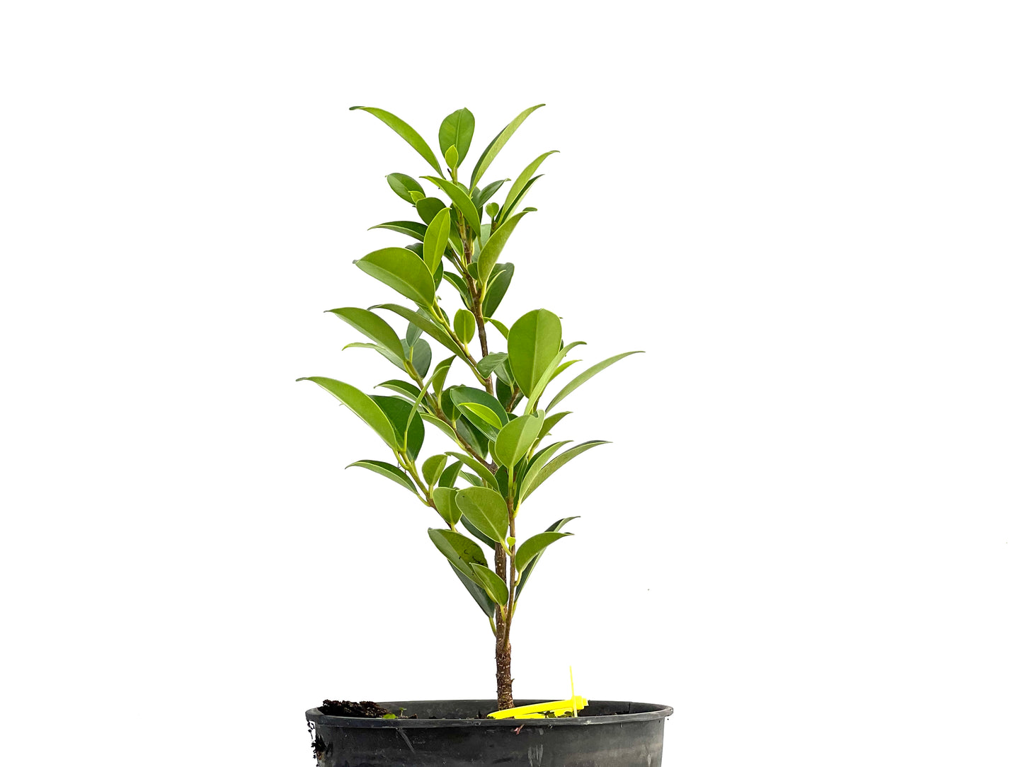 Ficus Tiger Bark 2617