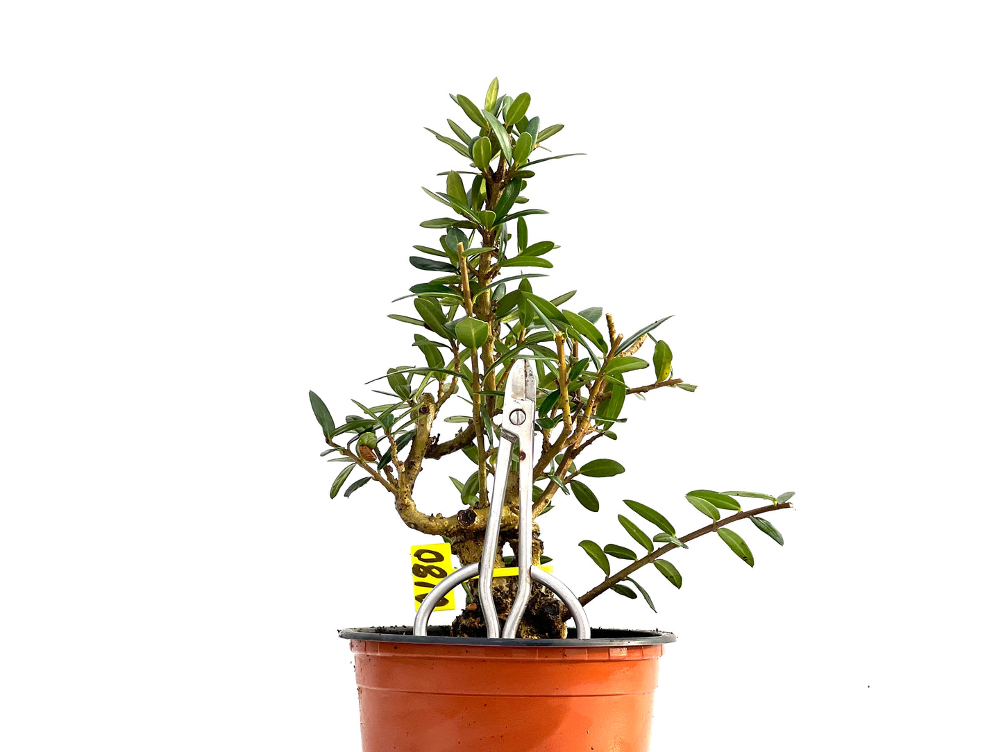 Olea Europaea Sylvestris 0180