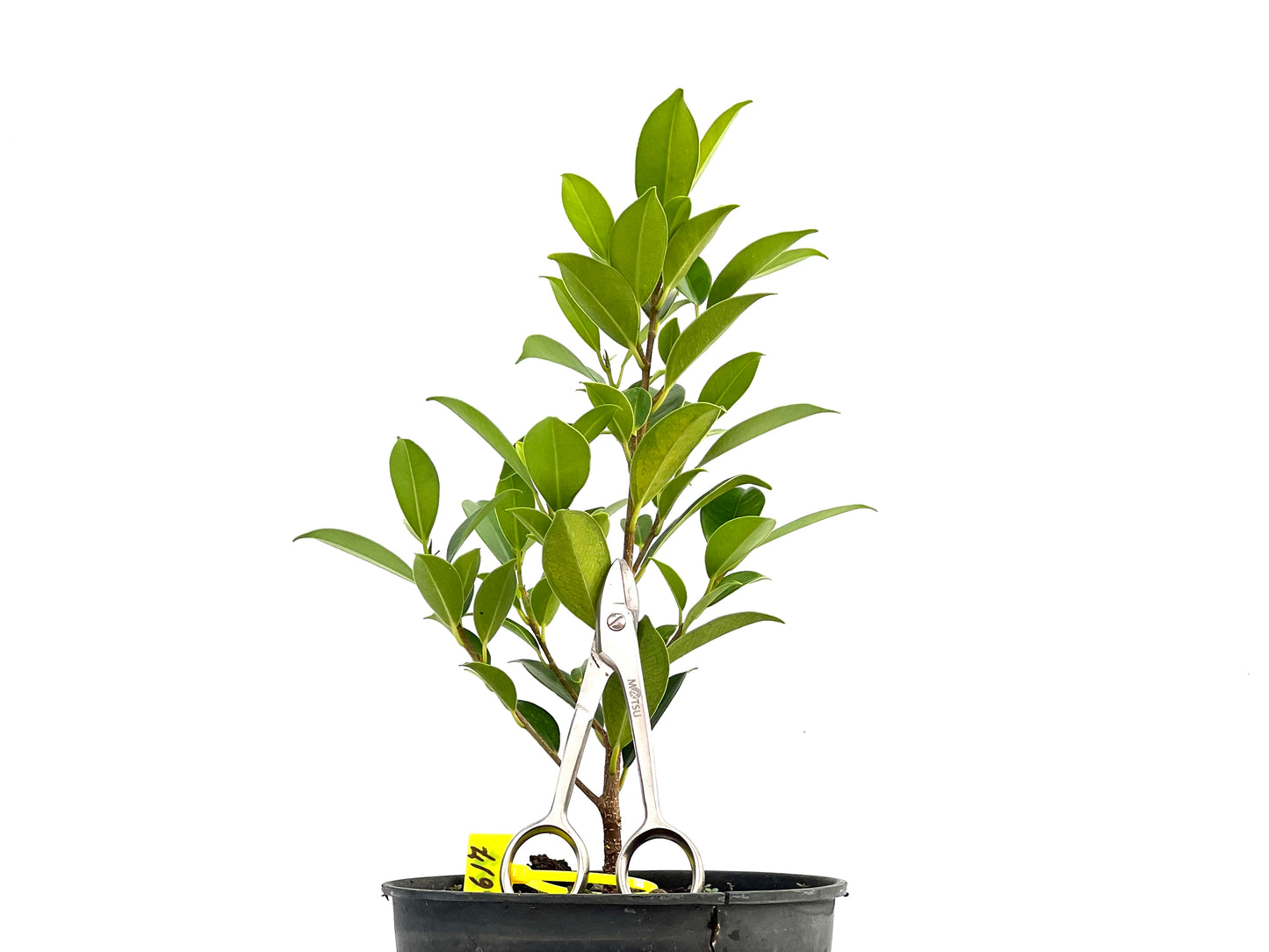 Ficus Tiger Bark 2617