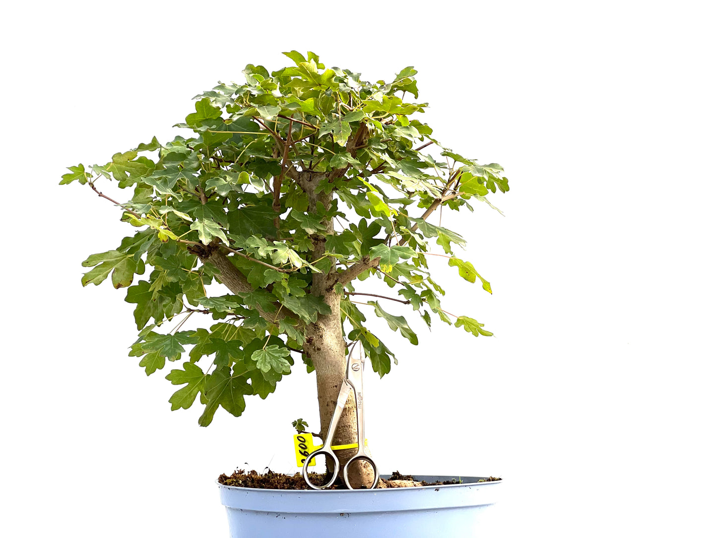 Acer Campestris 2600