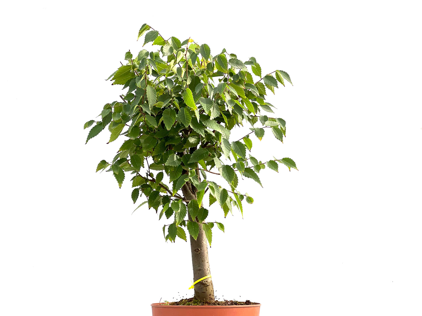 Zelkova Serrata 2623