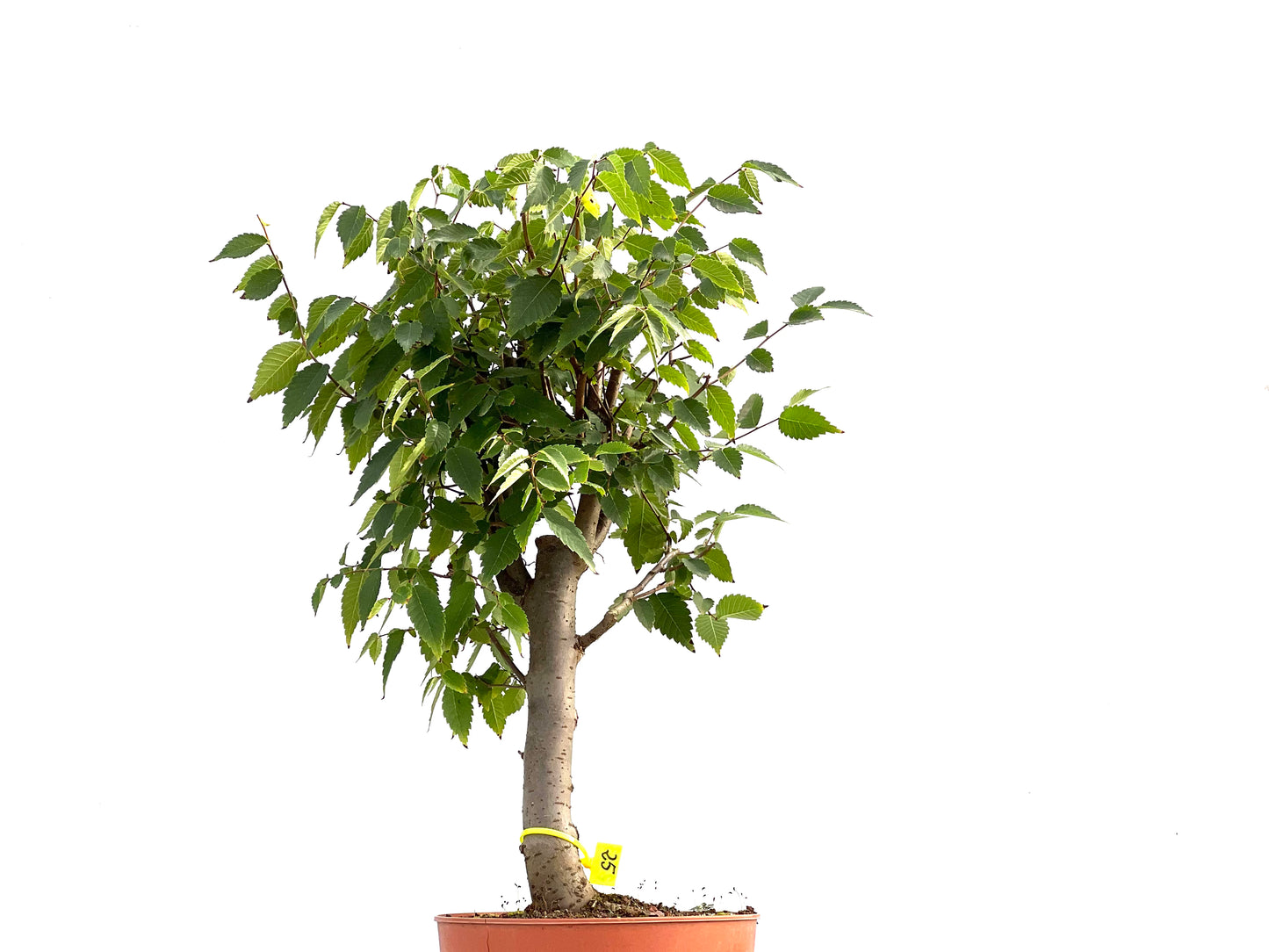 Zelkova Serrata 2623