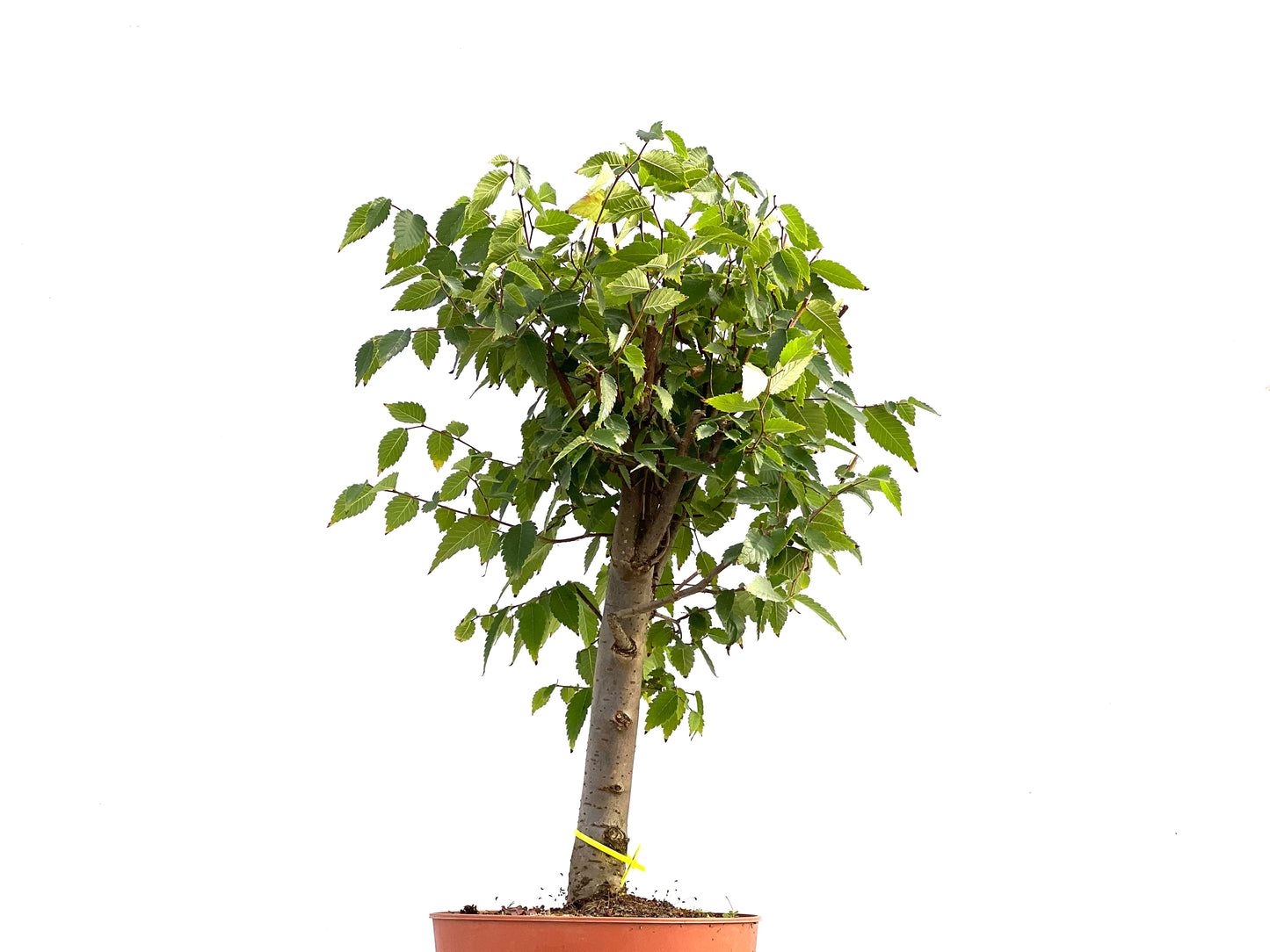 Zelkova Serrata 2623