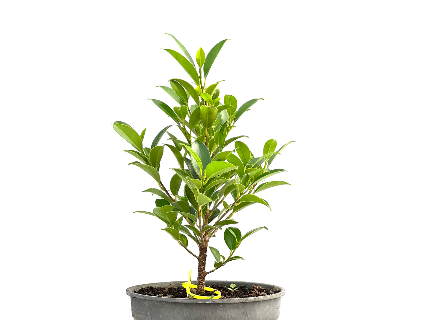 Ficus Tiger Bark 2627
