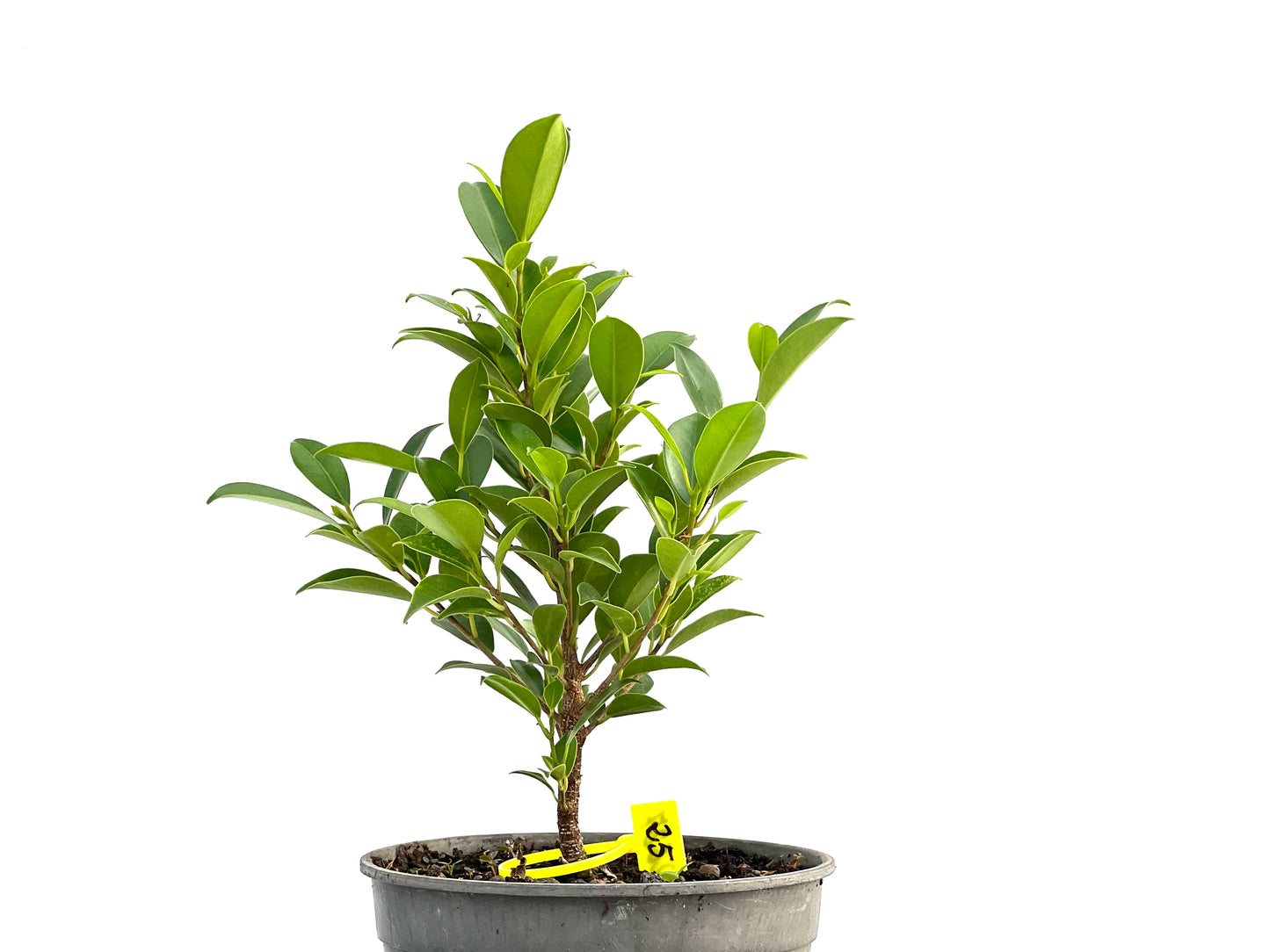 Ficus Tiger Bark 2627