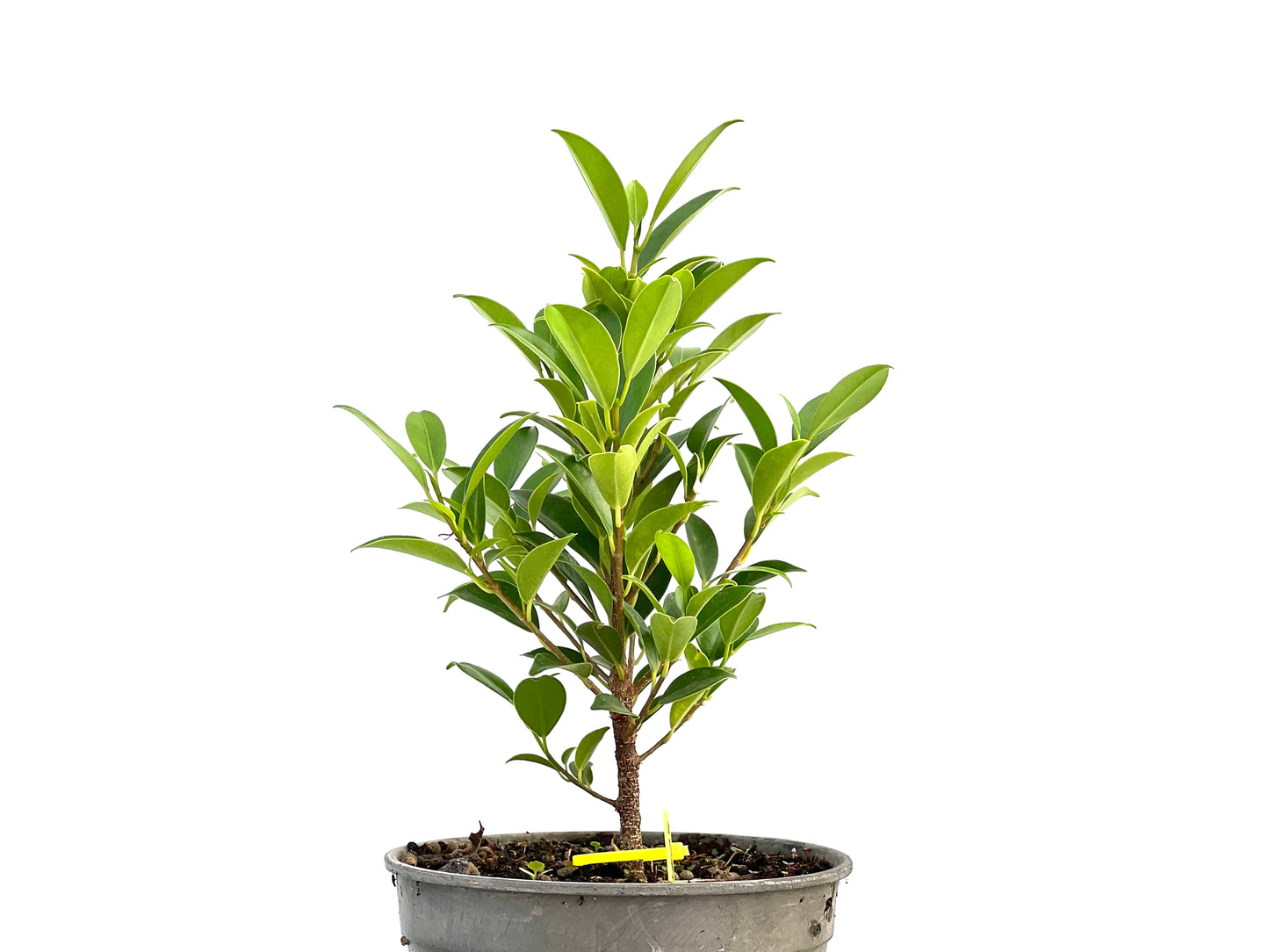 Ficus Tiger Bark 2627
