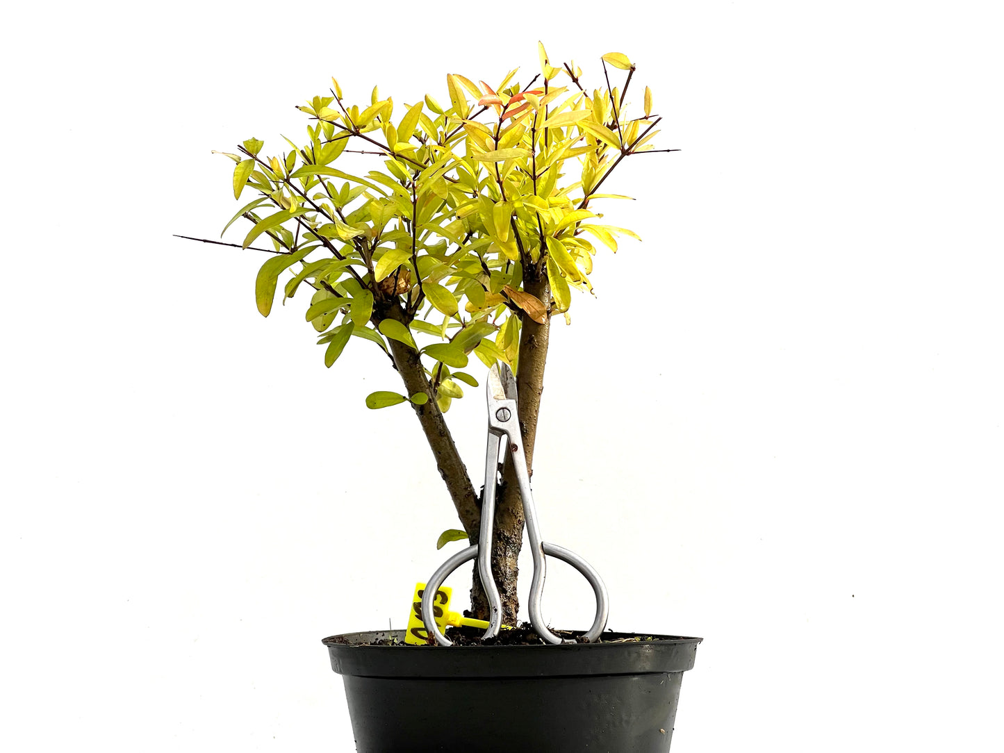 Punica Granatum Nana 0183