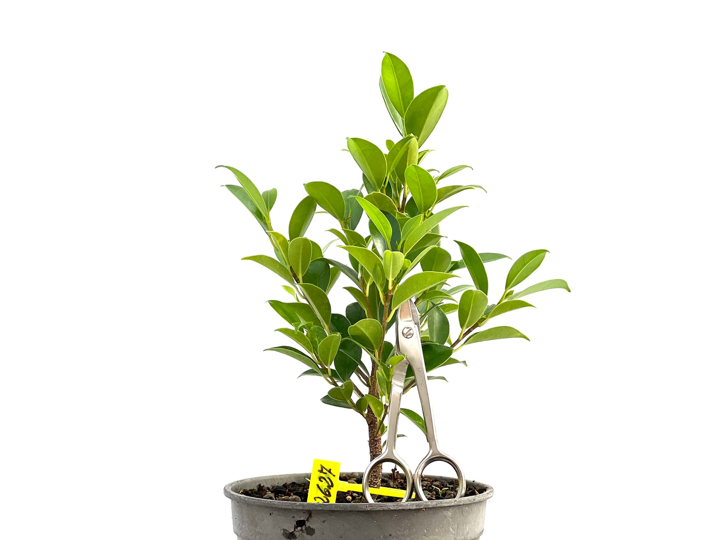 Ficus Tiger Bark 2627