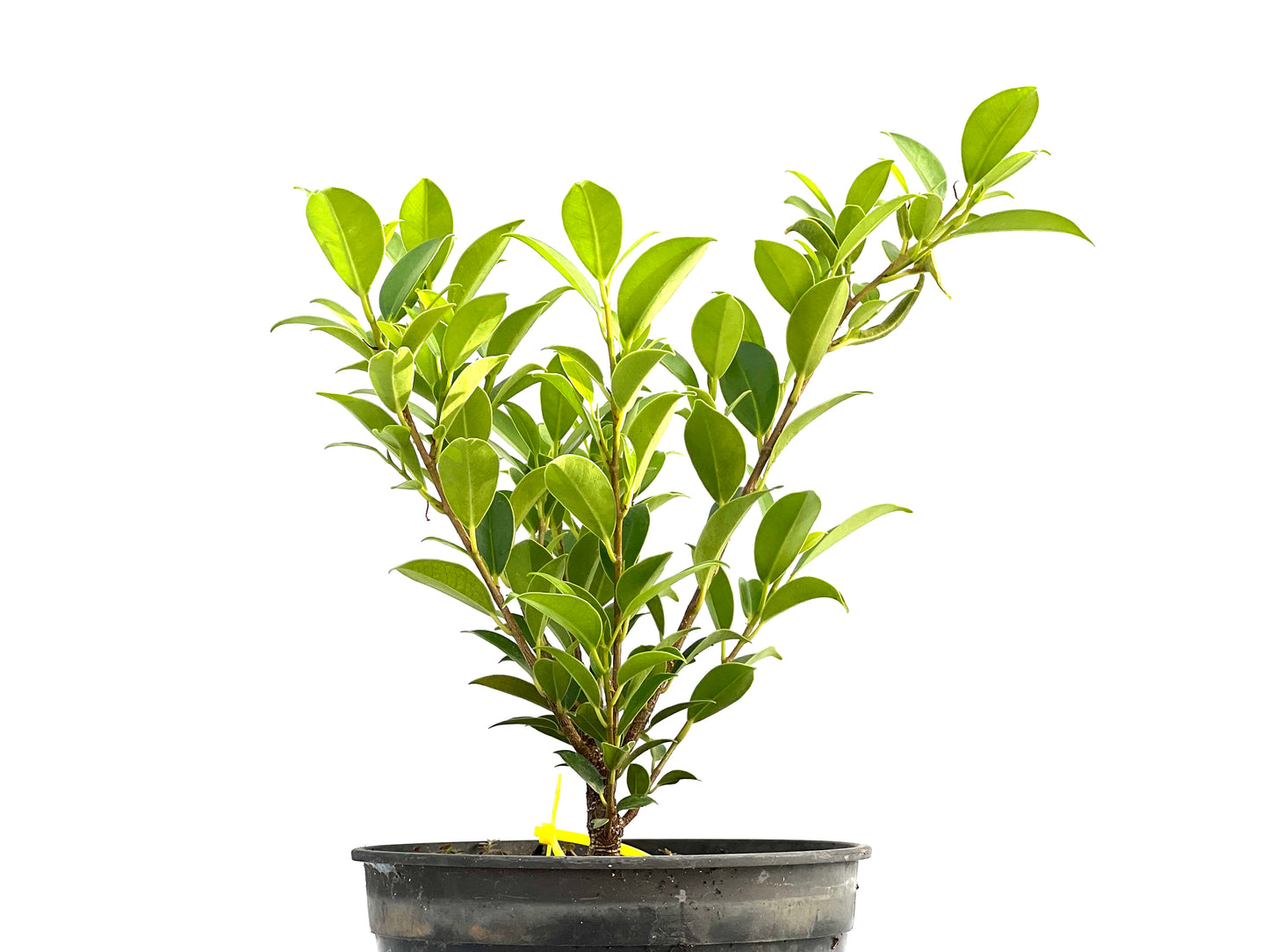 Ficus Tiger Bark 2624