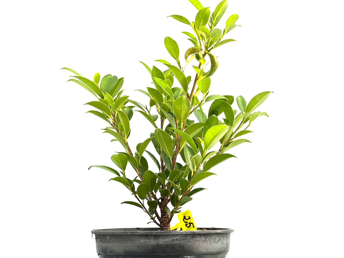 Ficus Tiger Bark 2624
