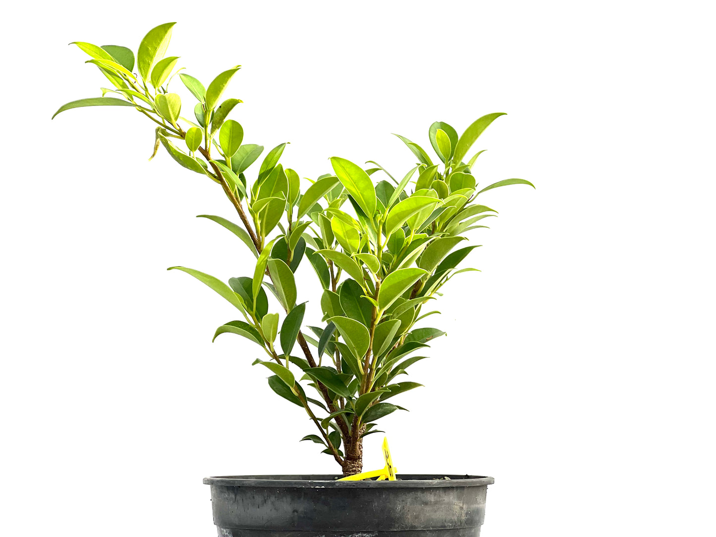 Ficus Tiger Bark 2624