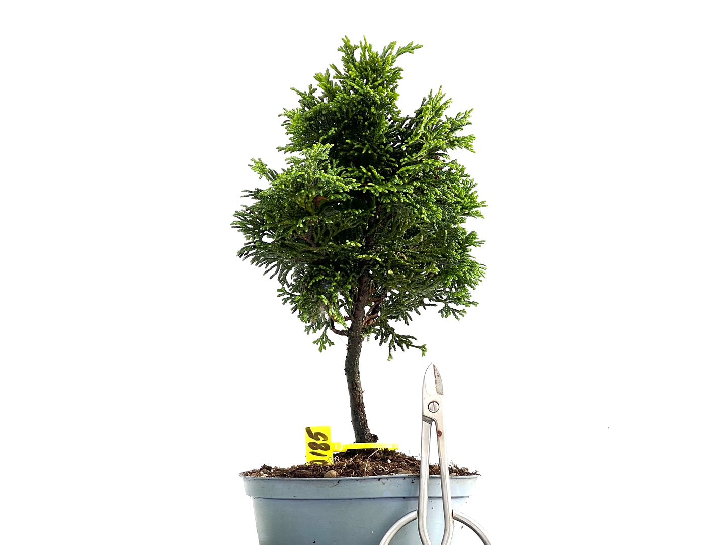 Chamaecyparis Obtusa Nana 0185