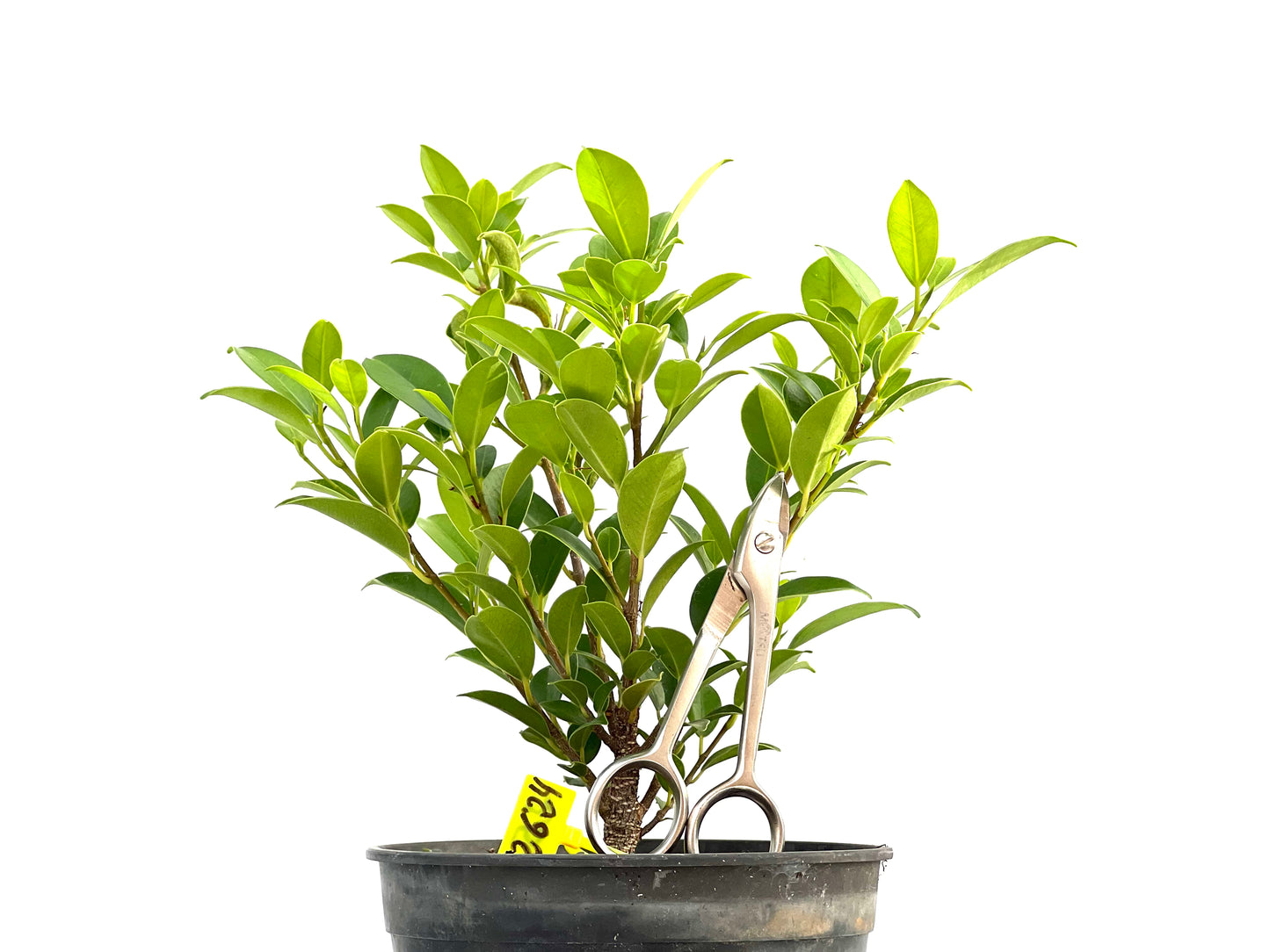Ficus Tiger Bark 2624