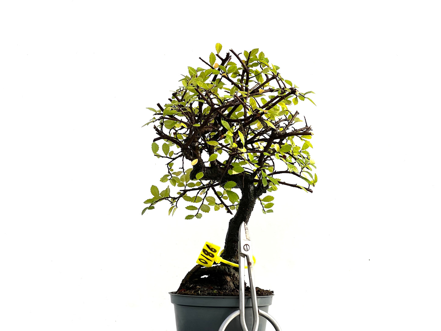 Ulmus Parvifolia 0186