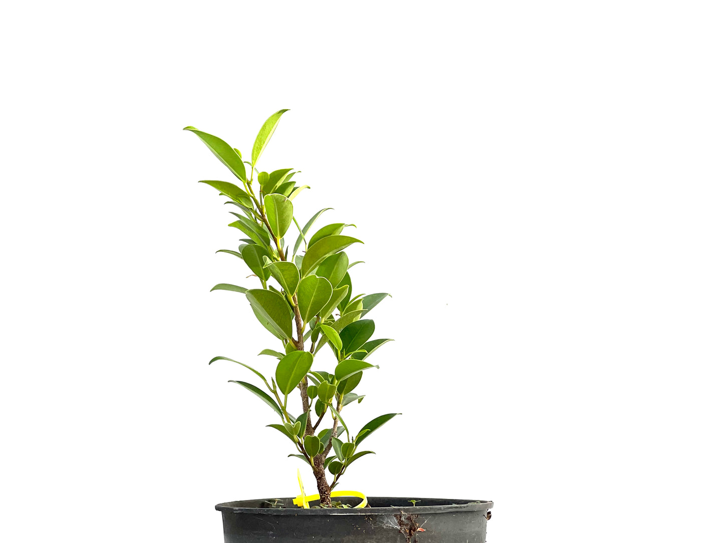 Ficus Tiger Bark 2620