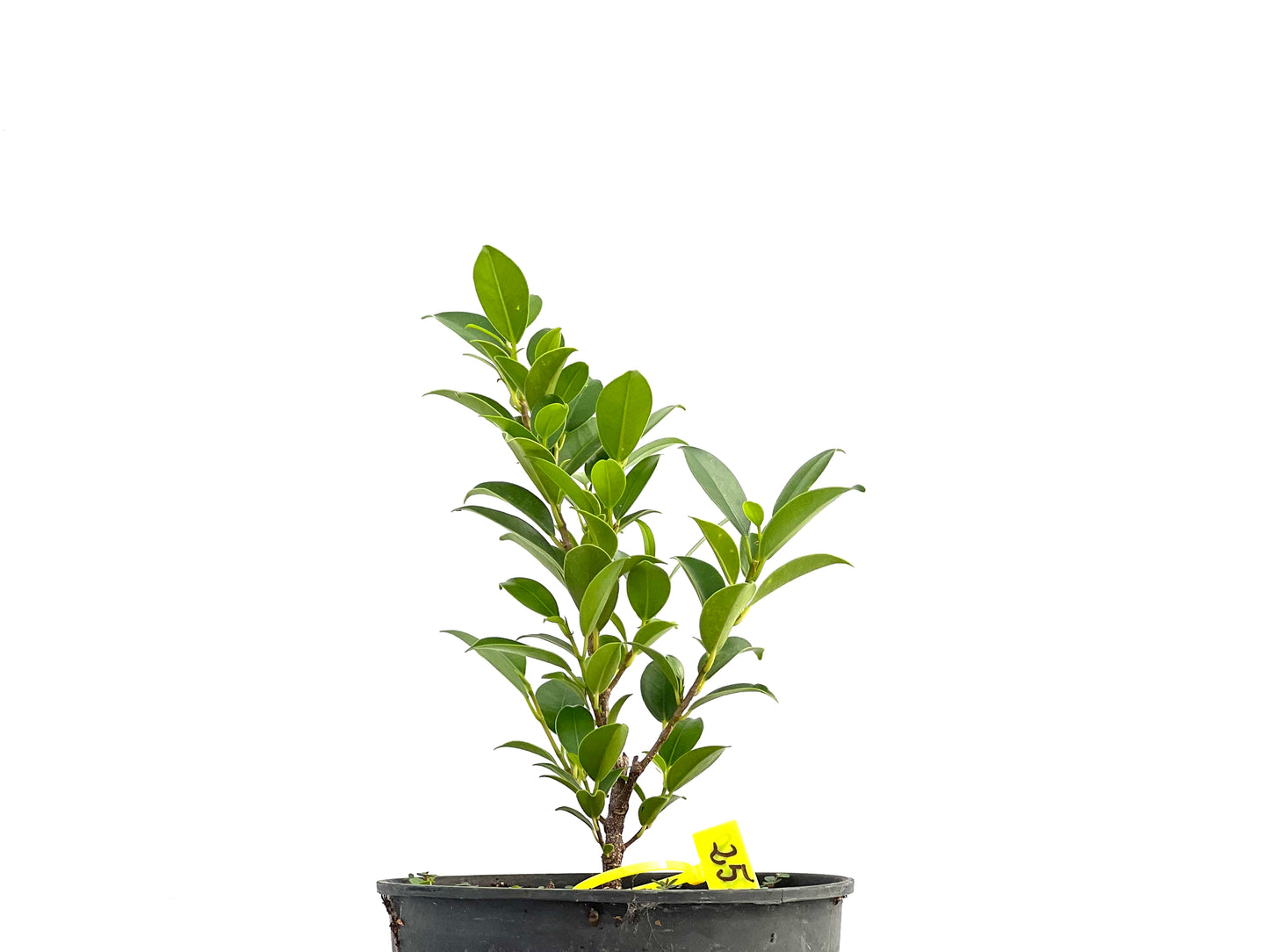 Ficus Tiger Bark 2620