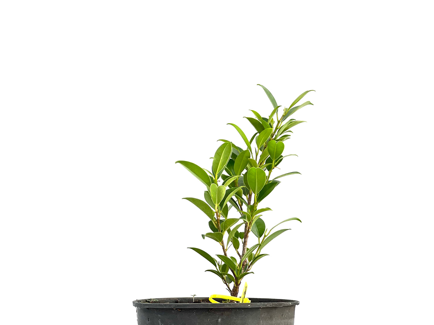 Ficus Tiger Bark 2620