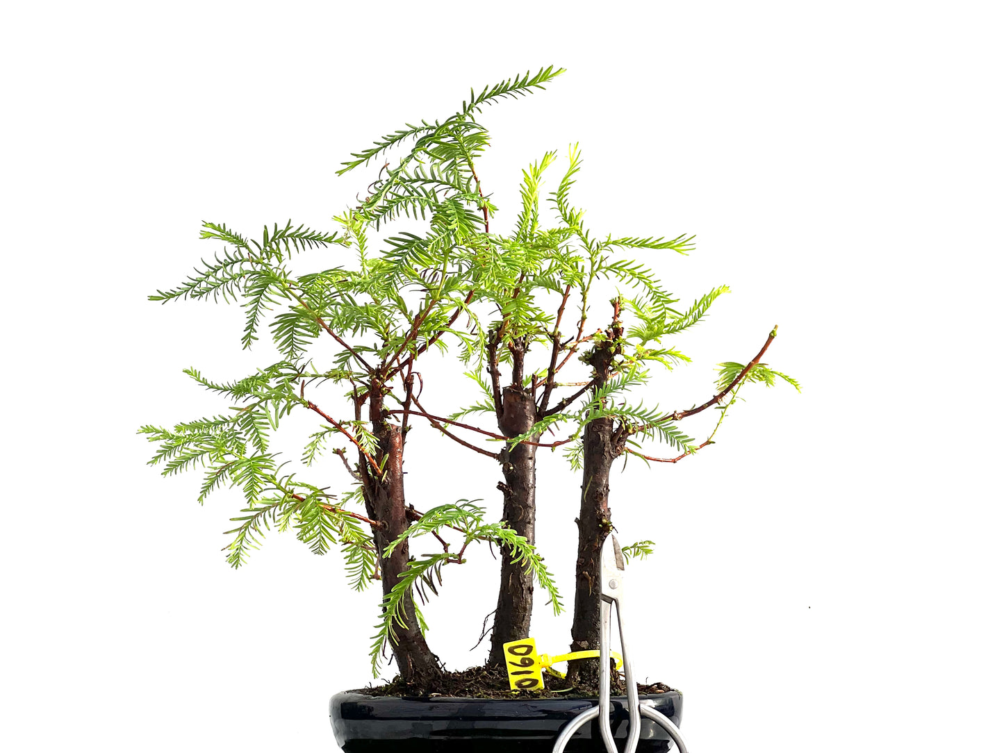 Bosque Metasequoia 0160
