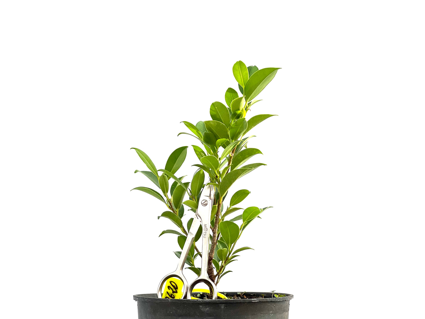 Ficus Tiger Bark 2620