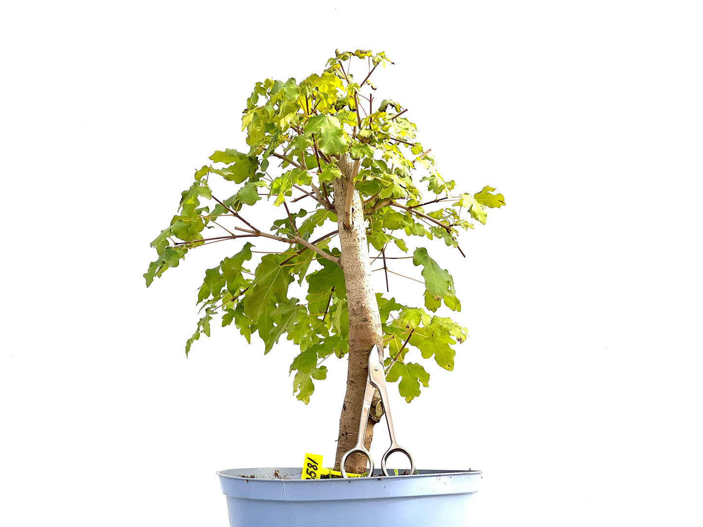 Acer Campestris 2581