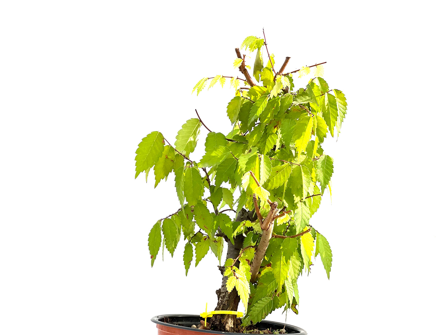 Zelkova Serrata 2583