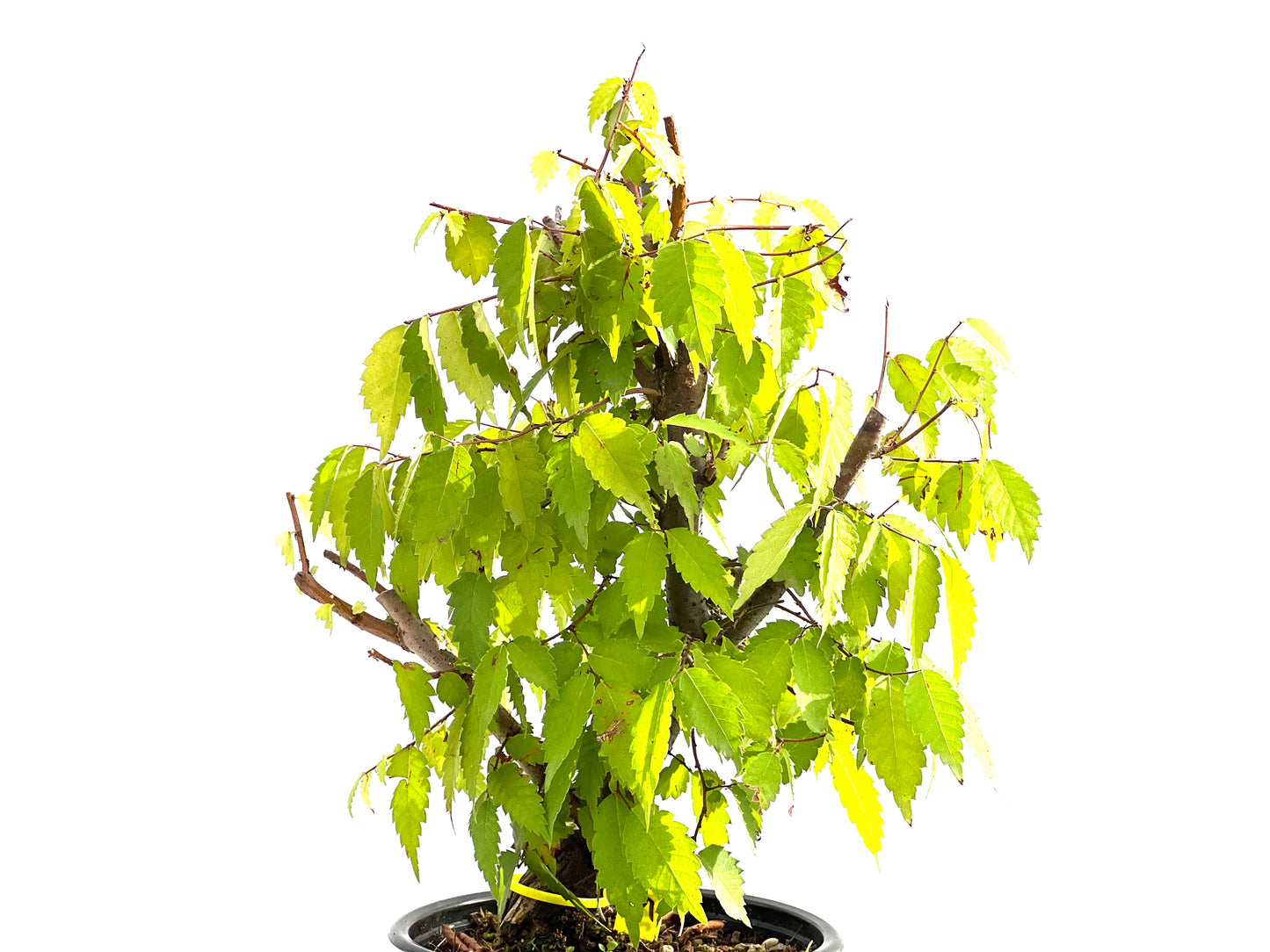 Zelkova Serrata 2583