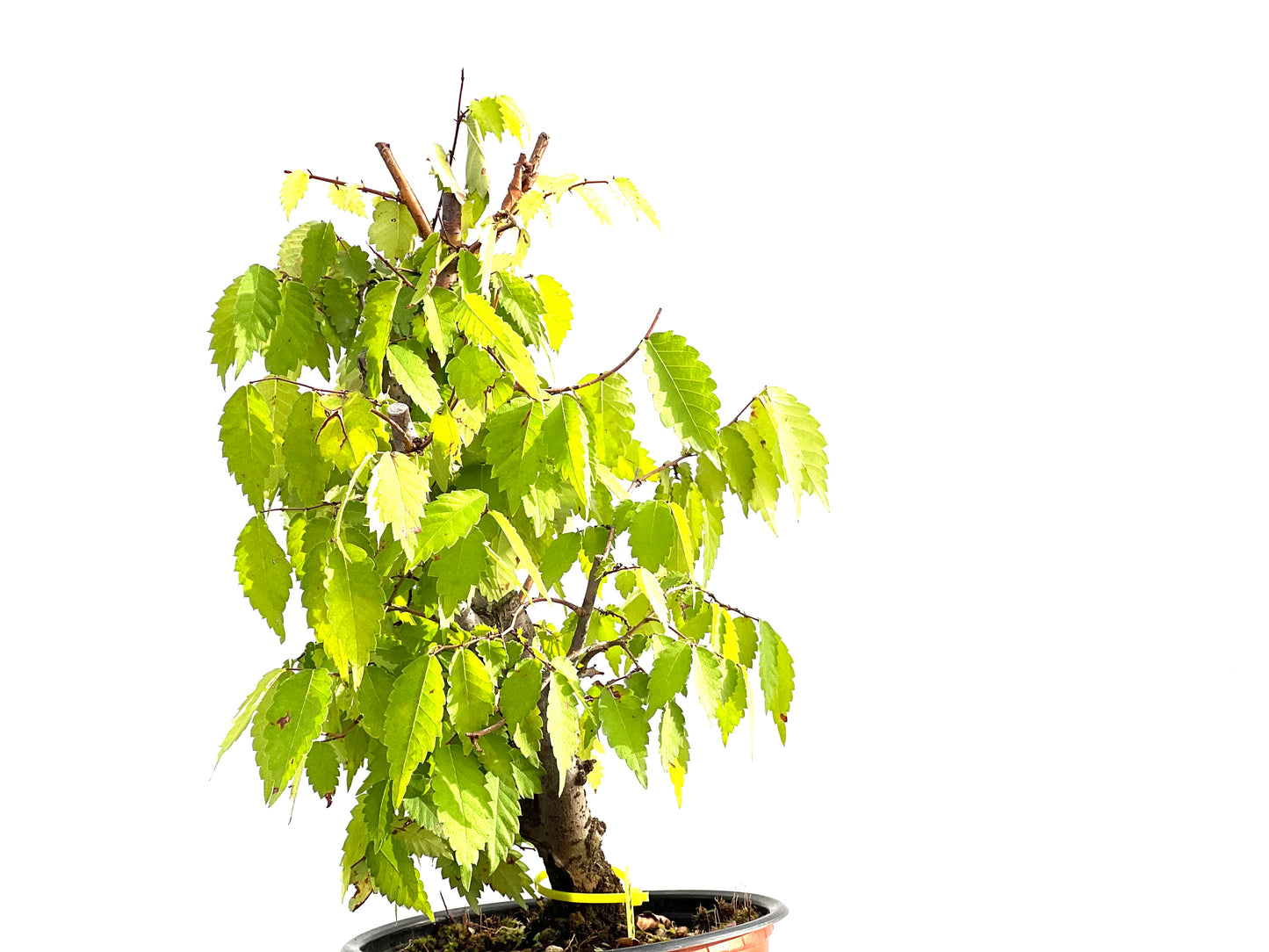 Zelkova Serrata 2583