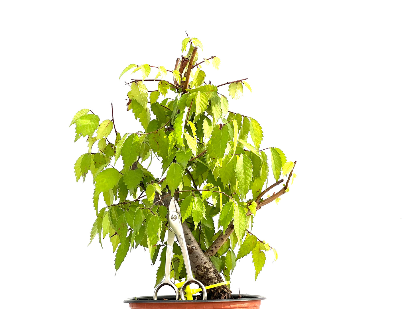 Zelkova Serrata 2583