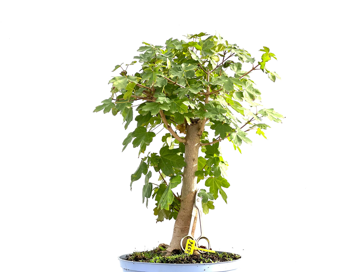 Acer Campestris 2576