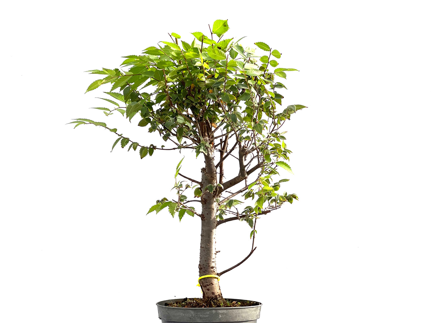 Zelkova Serrata 2626