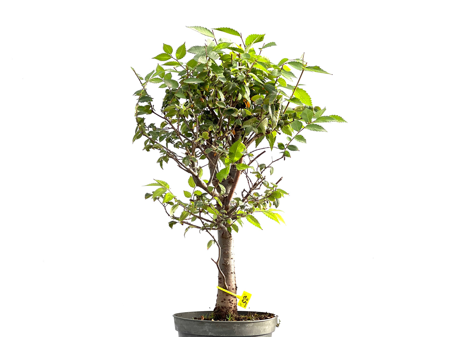 Zelkova Serrata 2626
