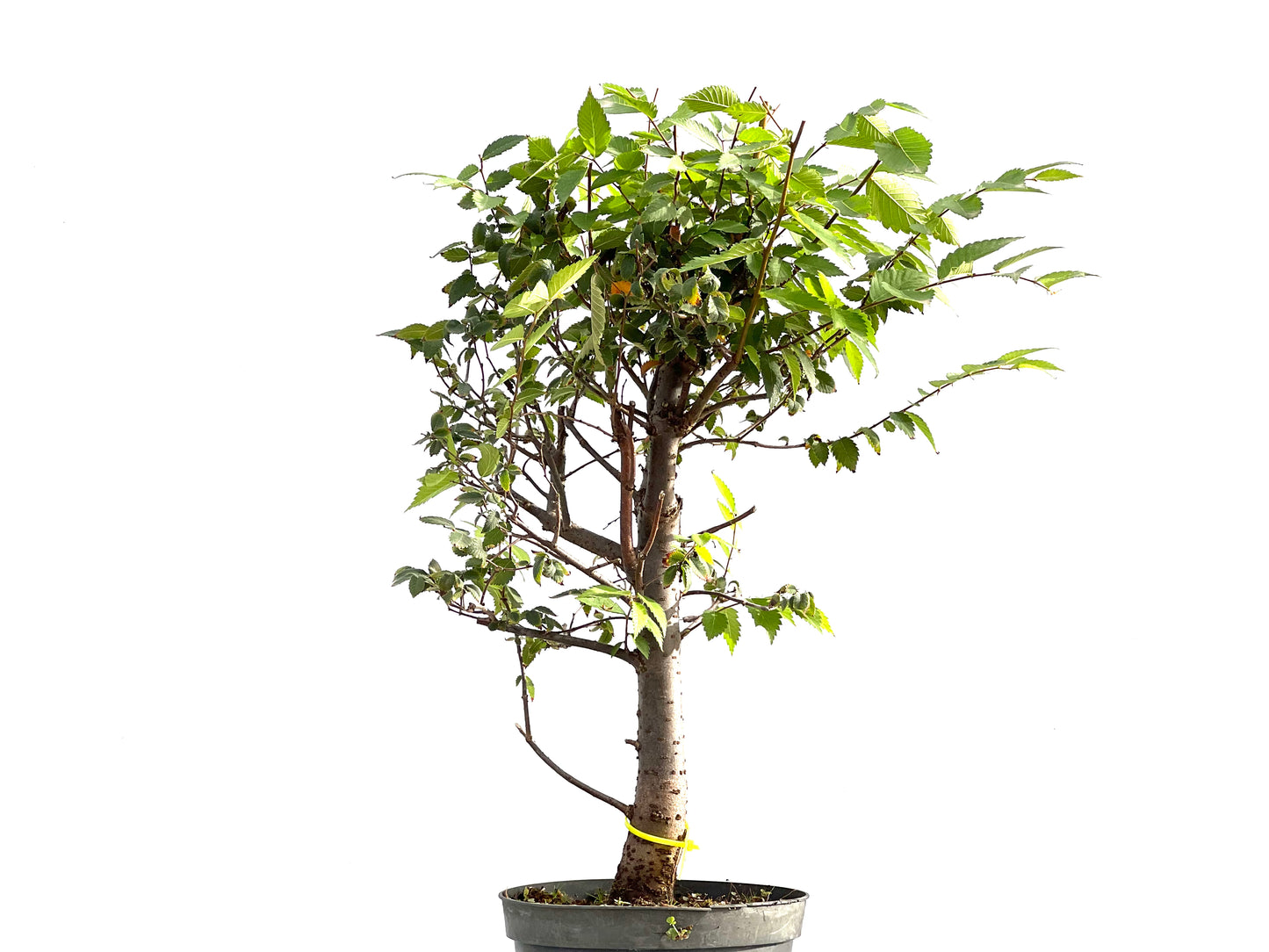 Zelkova Serrata 2626
