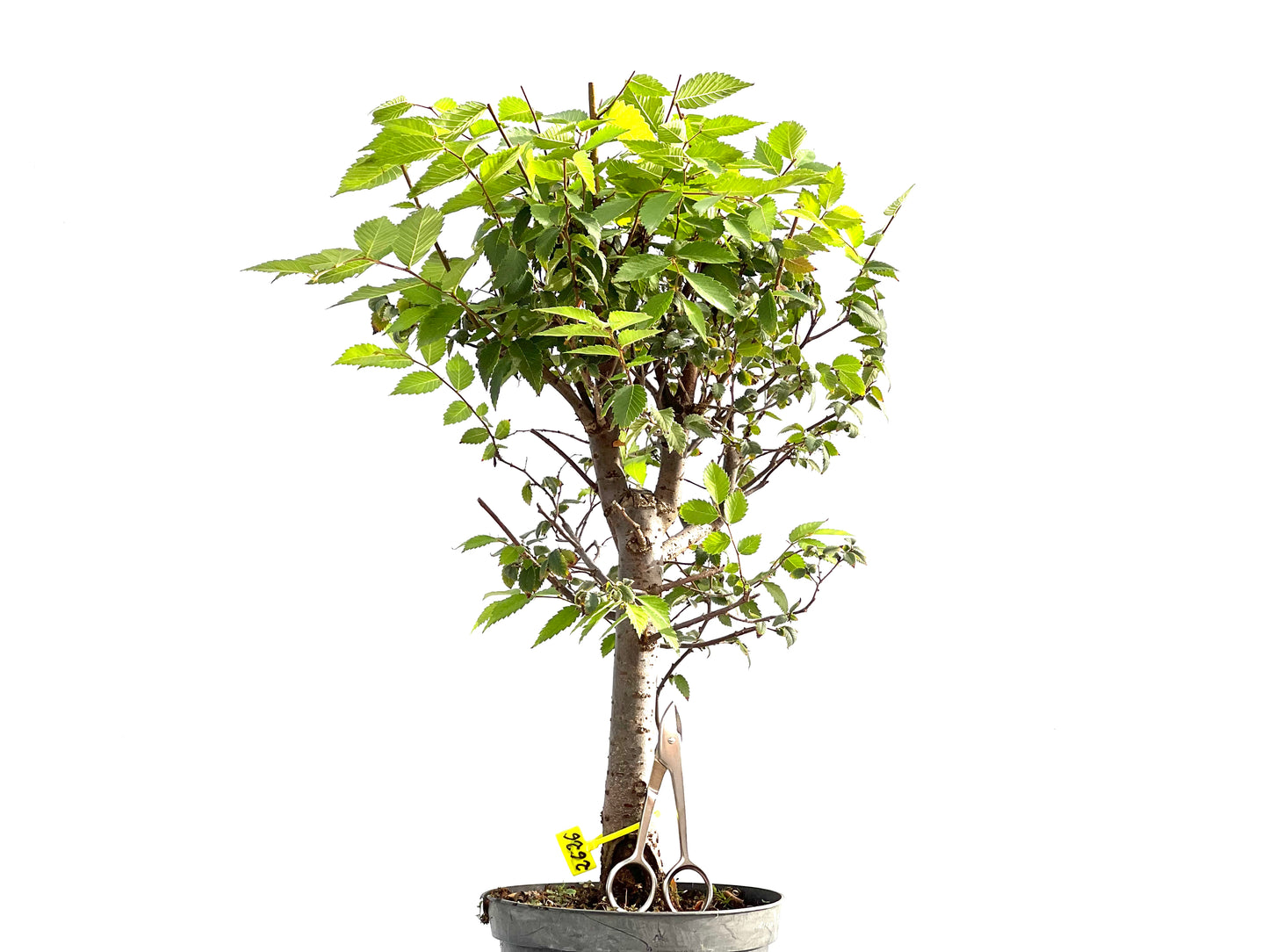 Zelkova Serrata 2626