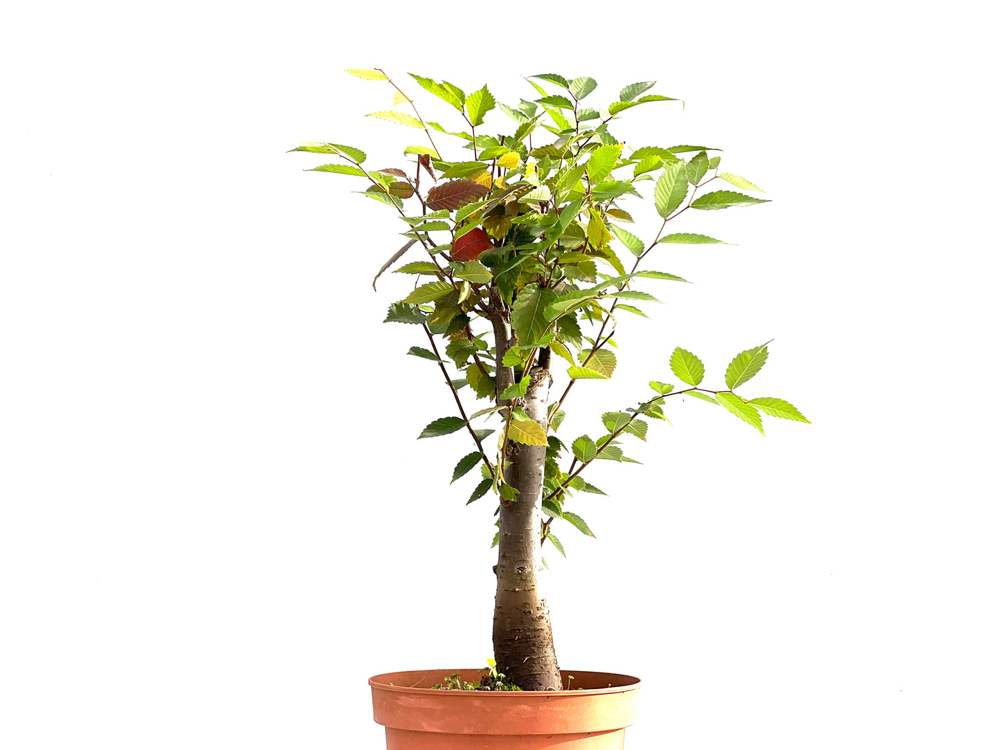Zelkova Serrata 2628