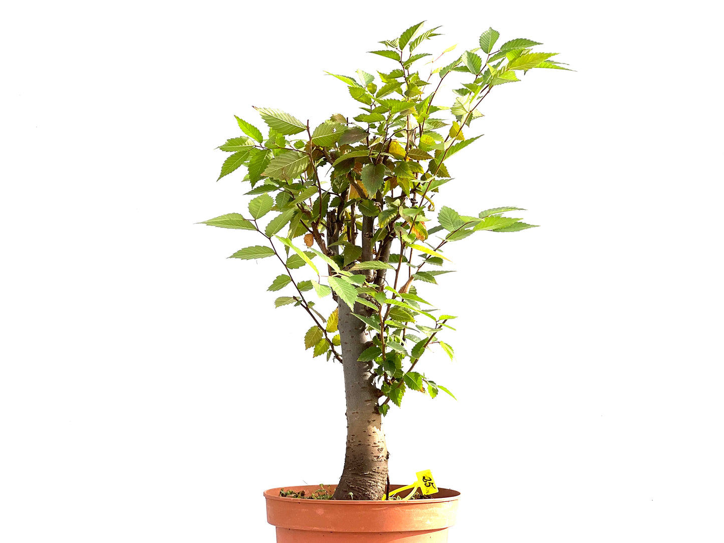 Zelkova Serrata 2628