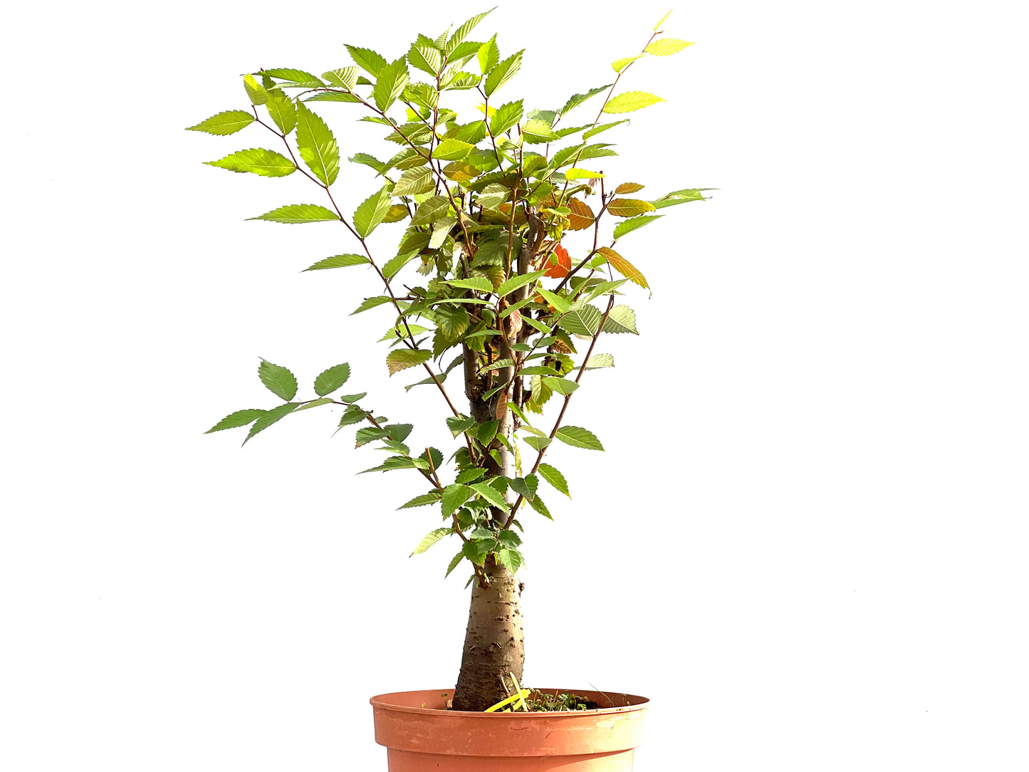 Zelkova Serrata 2628
