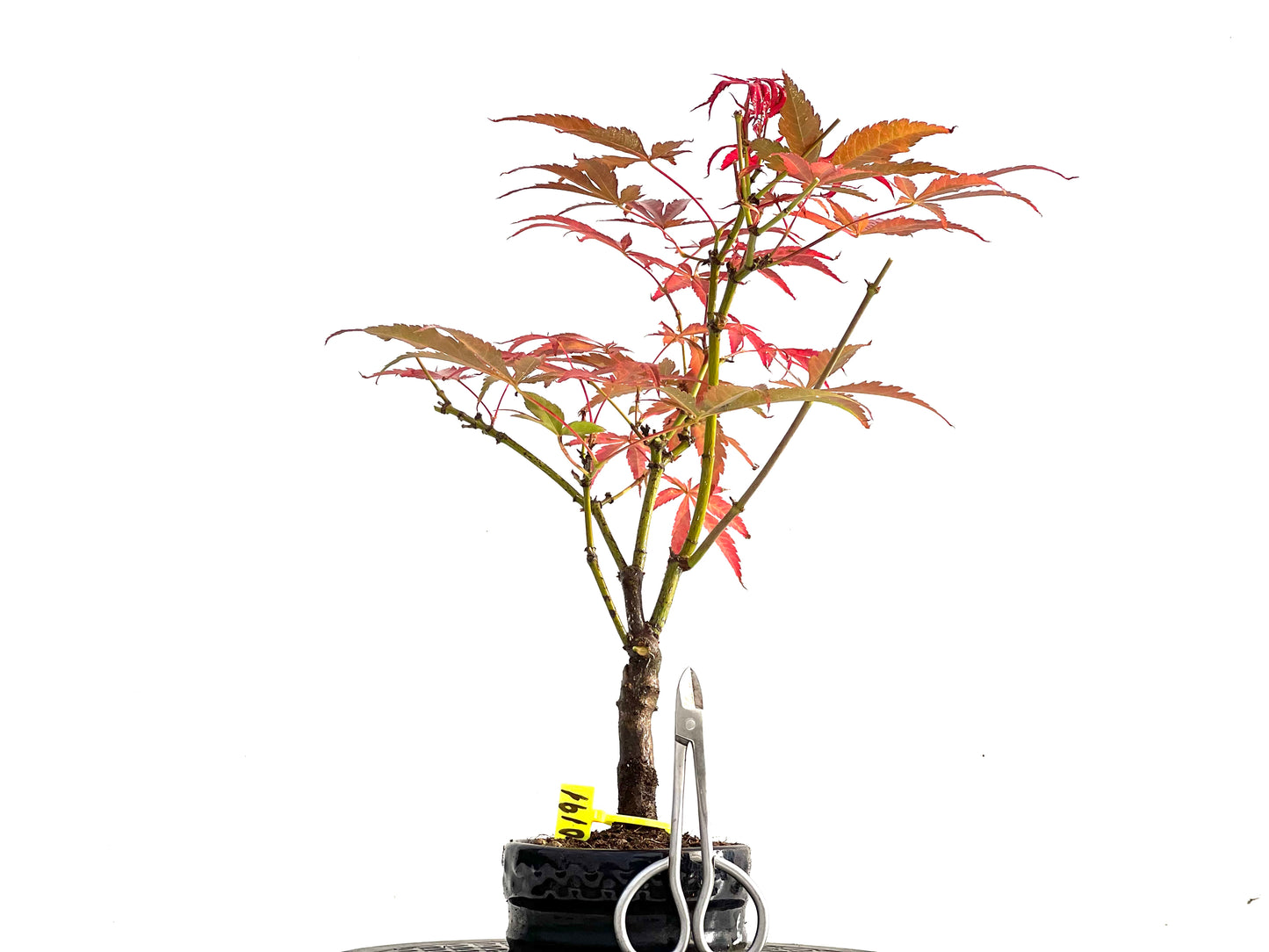 Acer Palmatum Atropurpureum 0191