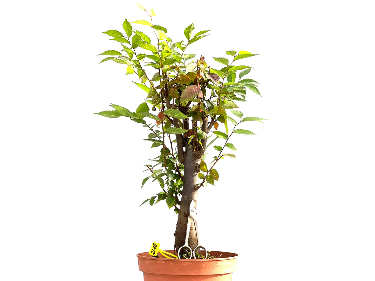 Zelkova Serrata 2628