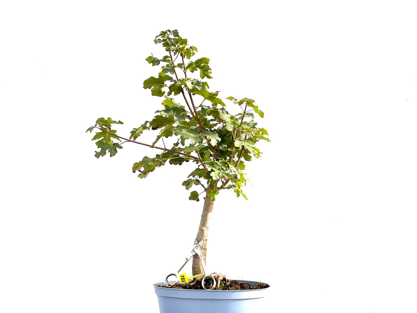 Acer Campestris 2586