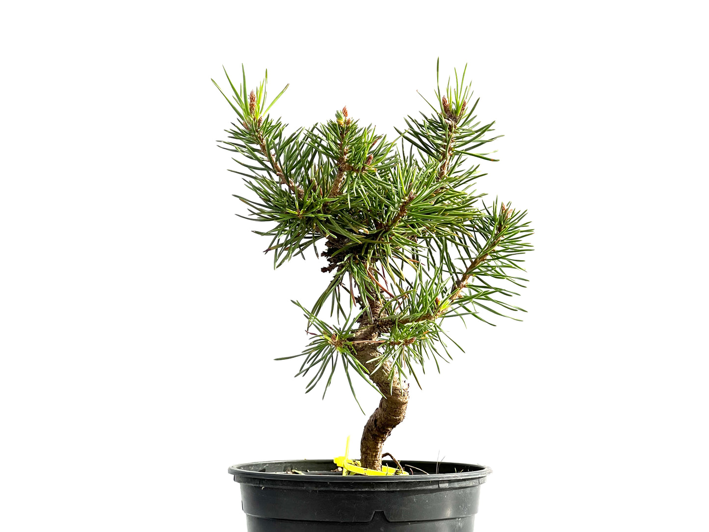 Pinus Sylvestris 2633