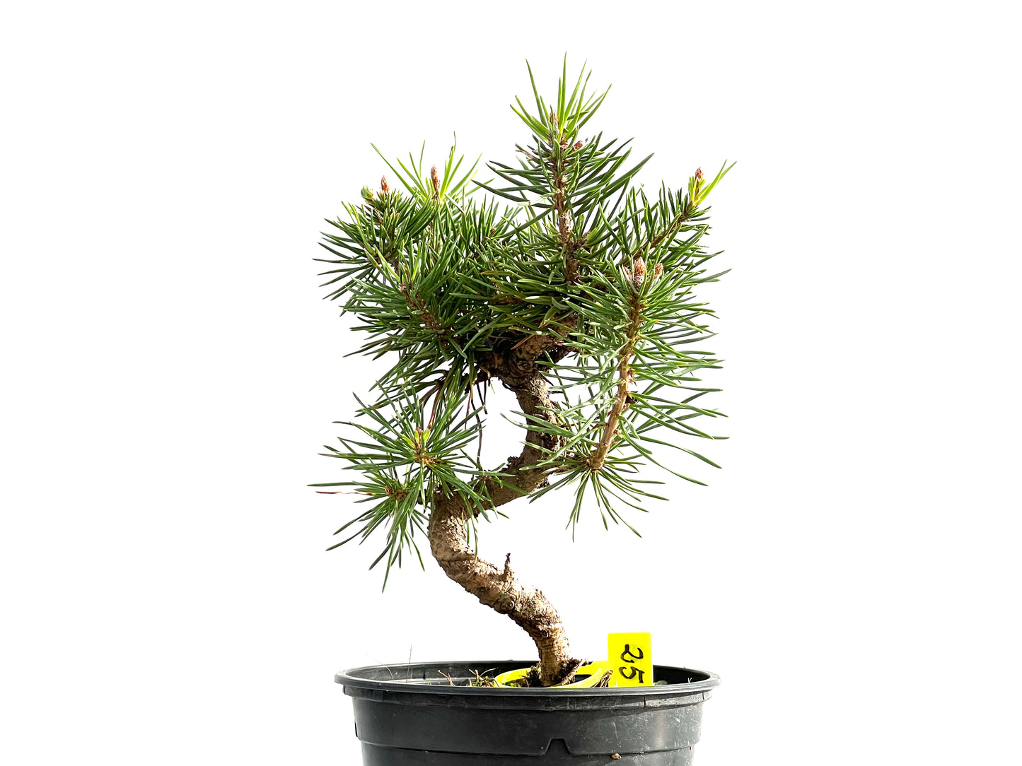 Pinus Sylvestris 2633