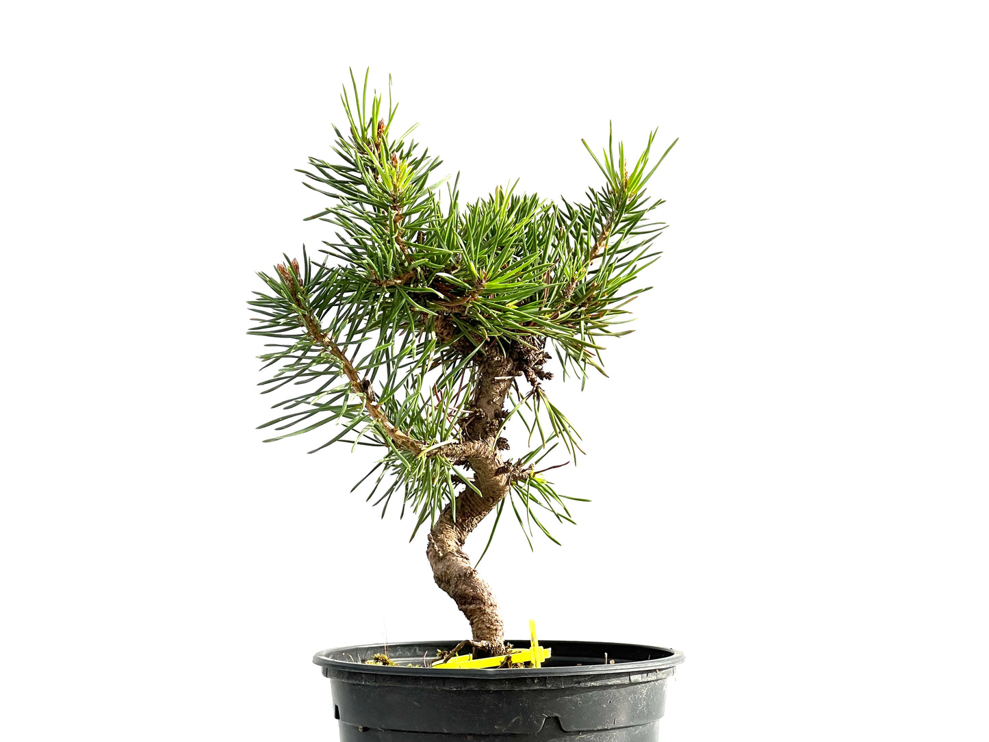 Pinus Sylvestris 2633