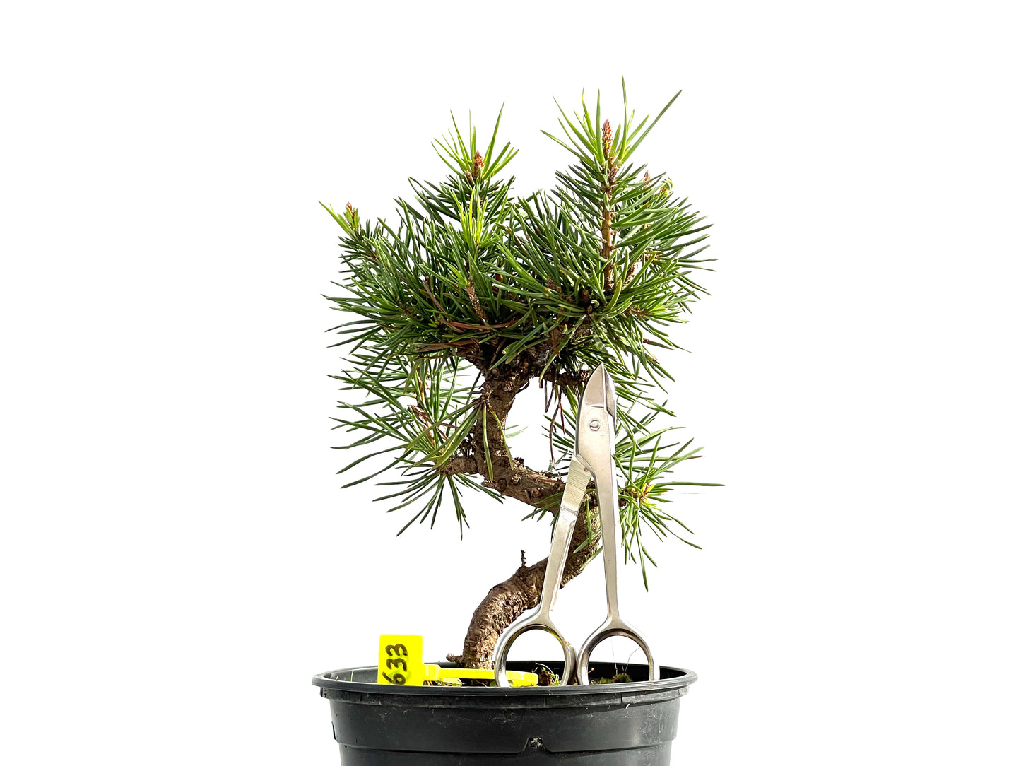 Pinus Sylvestris 2633